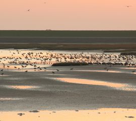 Waddengebied