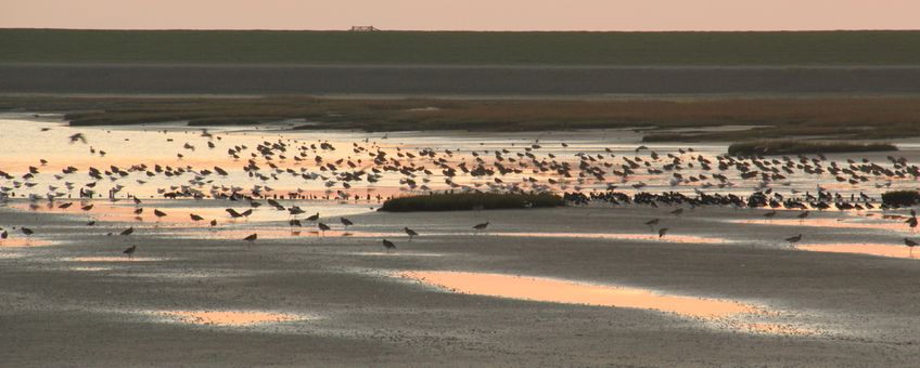 Waddengebied