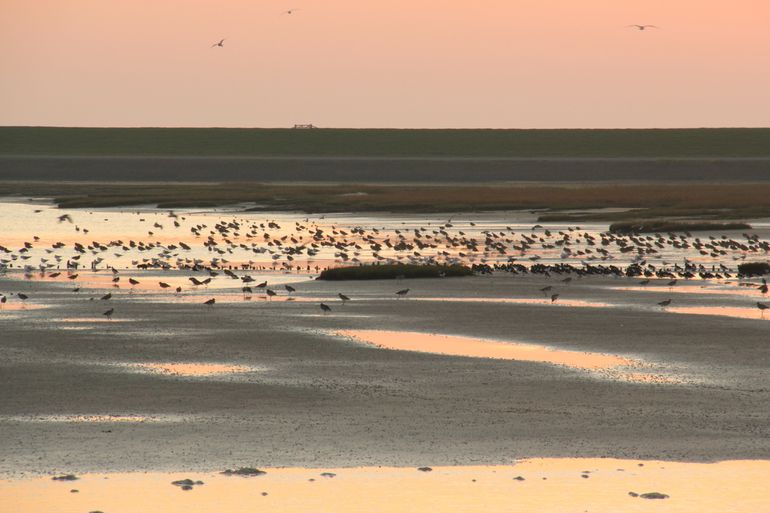 De broedvogels in ons mooie Waddengebied doen het slechter dan soorten die elders op de trekroute nestelen...