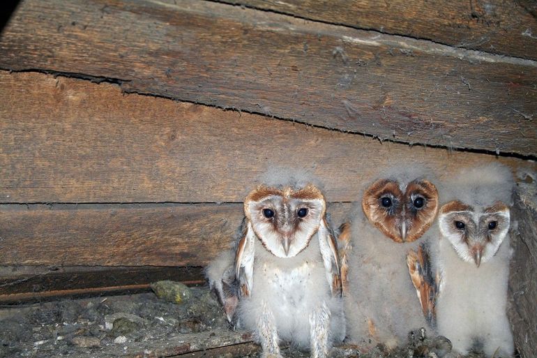 Jonge kerkuilen in een nestkast