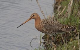 Limosa limosa. Grutto