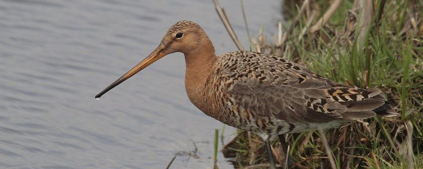 Limosa limosa. Grutto