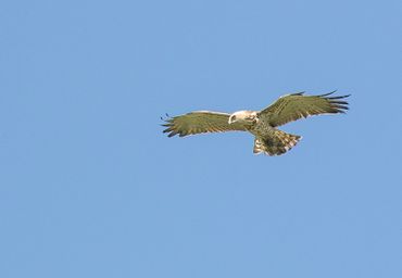 Biddende slangenarend, 30 juli 2017, Nieuwe Keverdijkse Polder NH