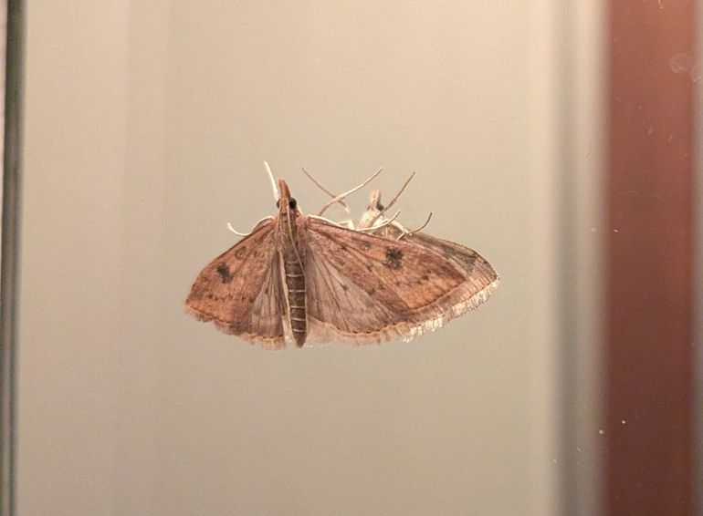 Deze oranje kruidenmot kwam binnenshuis een bezoekje brengen. De roestbruine kleur, in combinatie met de witte poten, is kenmerkend