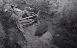 ARK Natuurontwikkeling VOOR EENMALIG GEBRUIK Egel op dood dier in het Kempen~Broek
