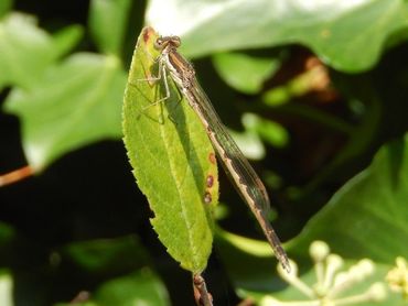Ook in je tuin kun je nu bruine winterjuffers tegenkomen