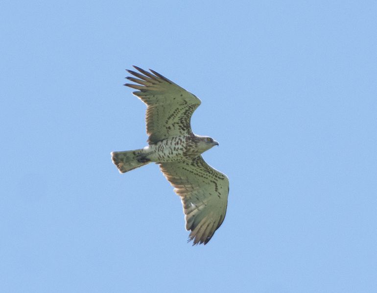 Slangenarend, 28 juli 2017, Nieuwe Keverdijkse Polder NH