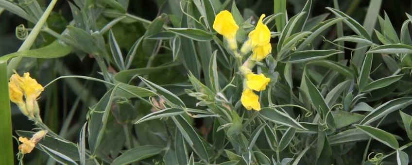 veldlathyrus