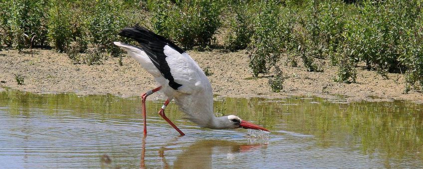 Drinkende ooievaar