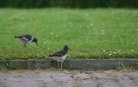 Scholekster in de stad