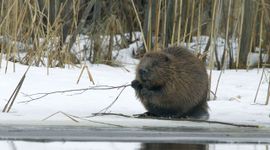 Bever in de winter