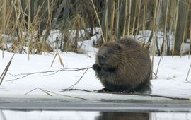 Bever in de winter