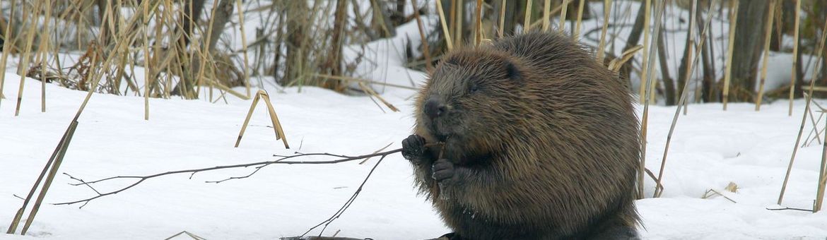 Bever in de winter