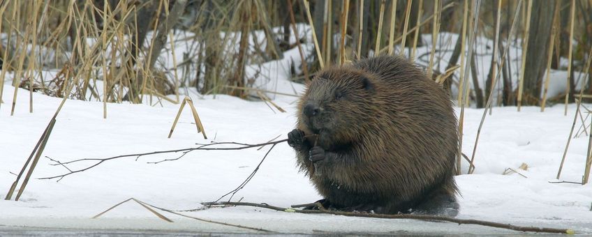Bever in de winter