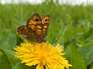 Argusvlinder drinkend op paardenbloem