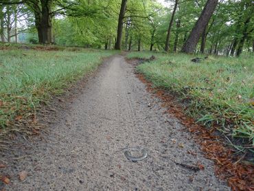 Hazelwormen hebben, door hun wat stugge bouw, erg veel moeite om zich over gladde oppervlakten en door los zand voort te bewegen. De verblijftijd op zandpaden is daardoor lang, waardoor de kans op overrijding toeneemt. Hier een dode hazelworm op een single track door reptielenleefgebied.