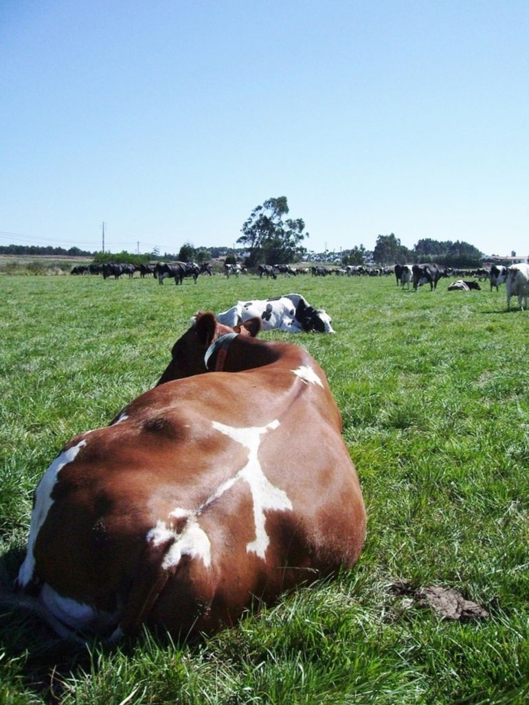 Cattle do not align their bodies in a South-North direction