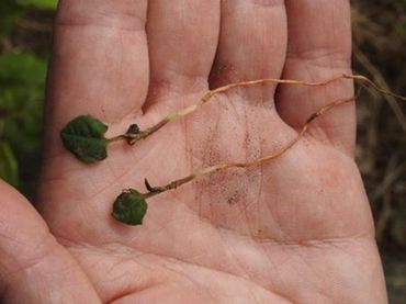 Twee gevonden kiemplantjes in haard van Japanse duizendknoop in Rhenen
