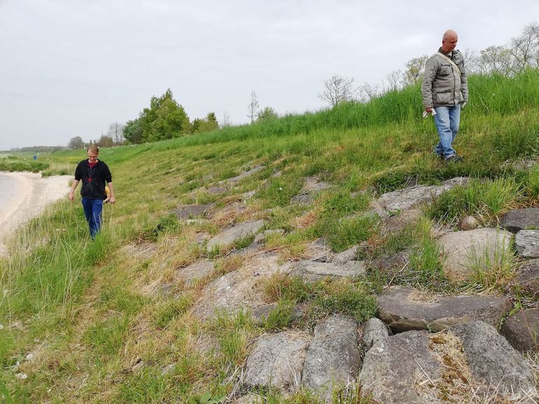 De Zuiderdijk bij Schellinkhout. Op het oog lijkt het een voor ringslangen geschikte dijk