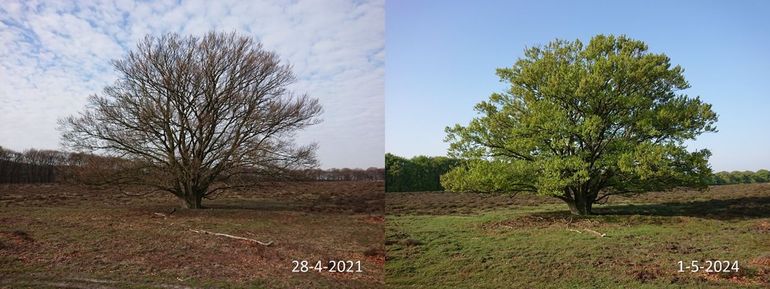 Stand van de bladontplooiing van een beuk op Oud Reemst in 2021 en 2024