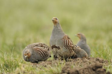 Patrijzen in het veld