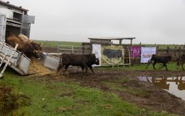 René van den Heuvel Tauros naar Kroatie - eenmalig gebruik