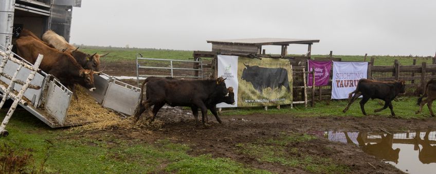 Tauros naar Kroatie - eenmalig gebruik