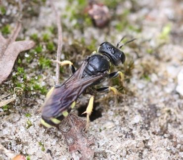 Bleke zeefwesp, vrouwtje, bij de ingang van het nest