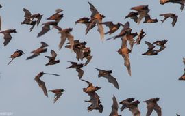 Roy Niswanger Bulvleermuizen zijn wereldwijd belangrijke bestrijders van plaaginsecten