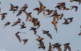 Bulvleermuizen zijn wereldwijd belangrijke bestrijders van plaaginsecten