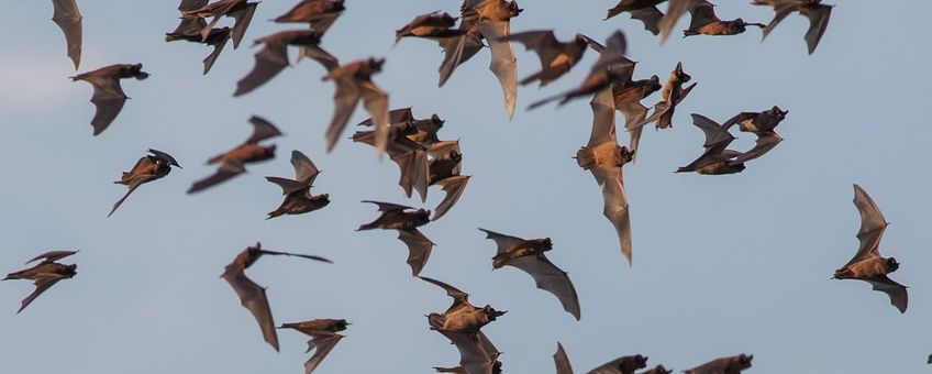 Bulvleermuizen zijn wereldwijd belangrijke bestrijders van plaaginsecten