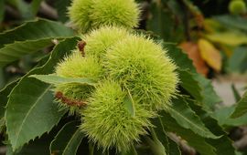 Castanea sativa. Tamme kastanje