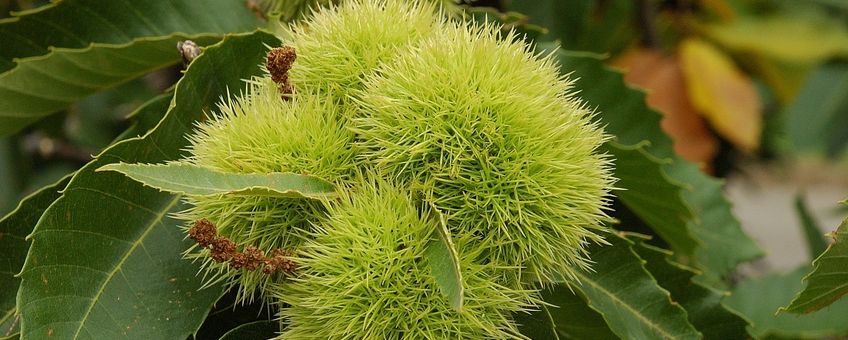 Castanea sativa. Tamme kastanje