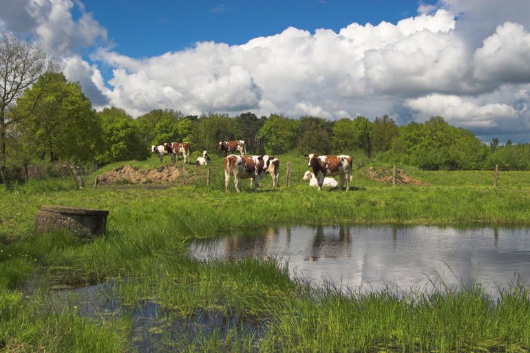 Een poel in het Brabantse landschap