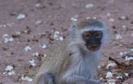 Lysanne Snijders Vervet monkey