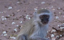 Vervet monkey