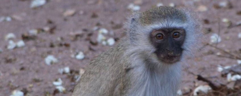 Vervet monkey