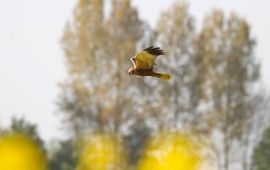 Bruine kiekendief man vliegend boven akker, Rhoon, ZH, 15april2020