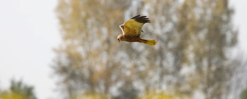 Bruine kiekendief man vliegend boven akker, Rhoon, ZH, 15april2020