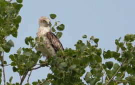 Lijkt een beetje op een Buizerd, maar die heeft een minder brede kop en nooit een felgele iris (Foto: Kris De Rouck)