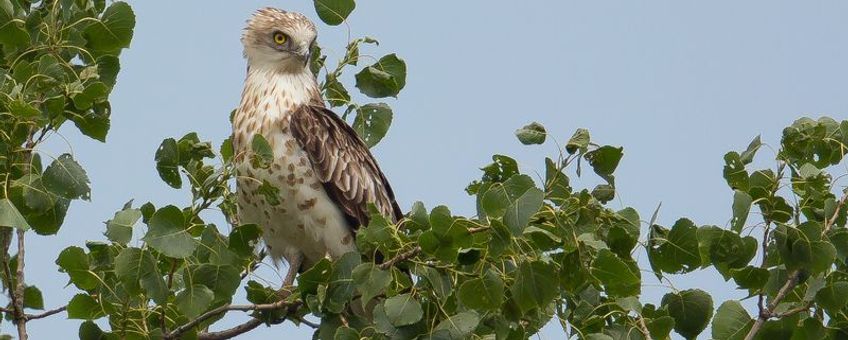 Lijkt een beetje op een Buizerd, maar die heeft een minder brede kop en nooit een felgele iris (Foto: Kris De Rouck)