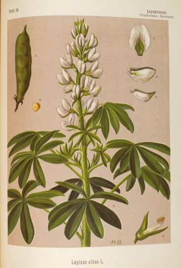 Witte lupine