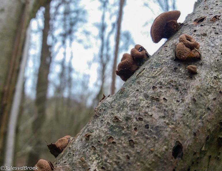 Hazelaarschijfzwam op dode Hazelaarstam