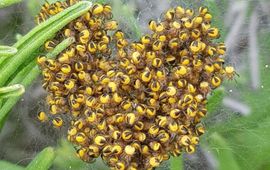 Jonge kruisspinnen Araneus diadematus