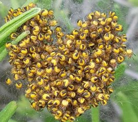 Jonge kruisspinnen Araneus diadematus