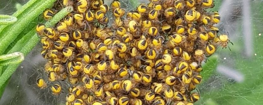 Jonge kruisspinnen Araneus diadematus