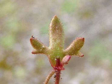 Drielobbig blad van het kandelaartje