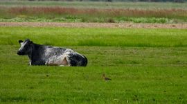 Koeien en grutto's delen het weiland.