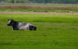 Koeien en grutto's delen het weiland.