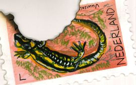 Jochem Witteveen Illustratie uit het boek Over Leven; vuursalamander.